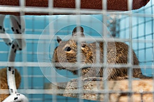 Little cute gray mouse Degu close-up. The common degu is a small hystricomorpha rodent endemic from Chile. Degu in cage captivity