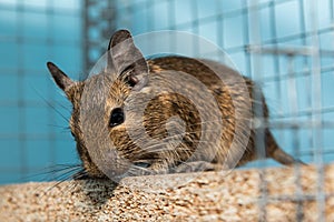 Little cute gray mouse Degu close-up. The common degu is a small hystricomorpha rodent endemic from Chile. Degu in cage captivity