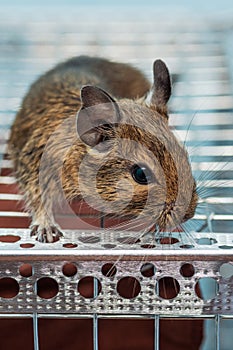 Little cute gray mouse Degu close-up. The common degu is a small hystricomorpha rodent endemic from Chile. Degu in cage captivity