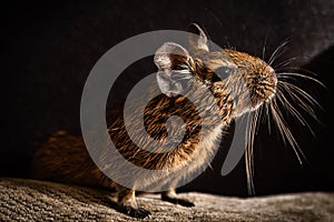 Little cute gray mouse Degu close-up. Exotic animal for domestic life. The common degu is a small hystricomorpha rodent endemic fr