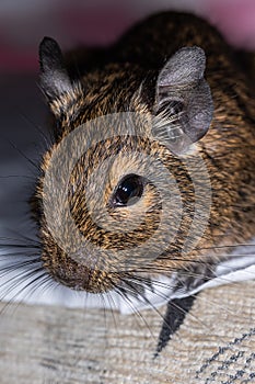 Little cute gray mouse Degu close-up. Exotic animal for domestic life. The common degu is a small hystricomorpha rodent endemic fr