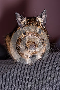 Little cute gray mouse Degu close-up. Exotic animal for domestic life. The common degu is a small hystricomorpha rodent endemic fr