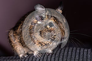 Little cute gray mouse Degu close-up. Exotic animal for domestic life. The common degu is a small hystricomorpha rodent endemic fr