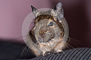 Little cute gray mouse Degu close-up. Exotic animal for domestic life. The common degu is a small hystricomorpha rodent endemic fr