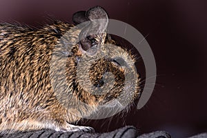 Little cute gray mouse Degu close-up. Exotic animal for domestic life. The common degu is a small hystricomorpha rodent endemic fr