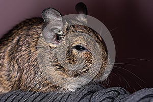 Little cute gray mouse Degu close-up. Exotic animal for domestic life. The common degu is a small hystricomorpha rodent endemic fr