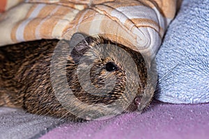 Little cute gray mouse Degu close-up. Exotic animal for domestic life. The common degu is a small hystricomorpha rodent endemic fr