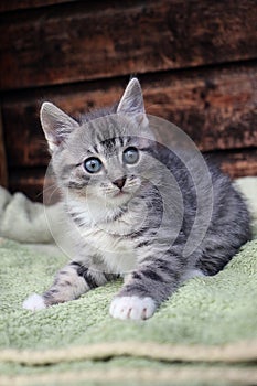 a Little cute gray tabby kitten with white paws sits in the sun in front of a wooden wall on a green cozy blanket