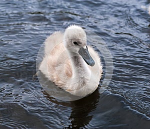 Little cute grey swan chick