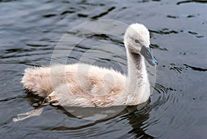 Little cute grey swan chick