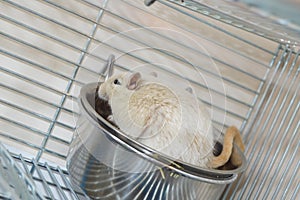 Little cute hamster climbed into his bowl sitting in a cage, humor