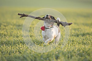 Little cute  happy size madness Jack Russell Terrier dog carries a large branch on a green meadow