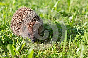 Little cute hedgehog in the garden in the green grass