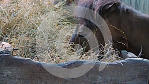 Little cute horse is eating hay on a farm.