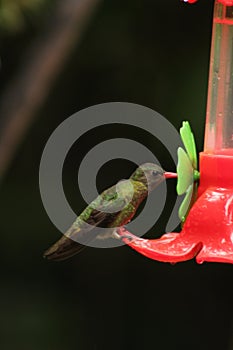 A little and cute hummingbird drinking water photo