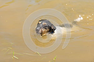 Little cute Jack Russell Terrier dog swims with joy in the water