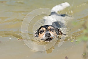 Little cute Jack Russell Terrier dog swims with joy in the water