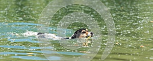 Little cute Jack Russell Terrier dog swims with joy in water and carries a branch in his mouth