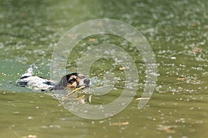 Little cute Jack Russell Terrier dog swims with joy in water and carries a branch in his mouth