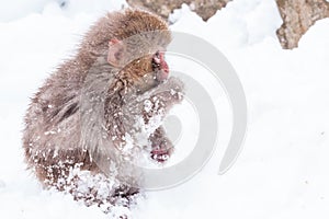 Little cute japanese snow monkey playing in the snow, Japan.