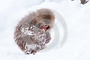 Little cute japanese snow monkey playing in the snow, Japan.