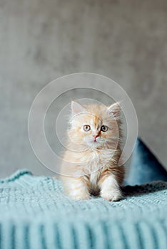 Little cute kitten maine coon looks up