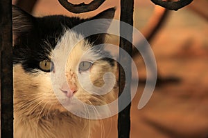 Little cute cat playing freely