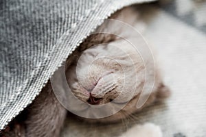 Little cute kitten sleeping on the bed.Scottish fold cat.Selective focus