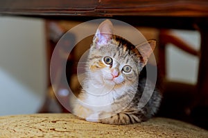 Little cute kitten striped white coloring with blue eyes sitting on wicker chair