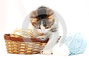 Little cute kitten on white background playing in wool balls that are in the basket