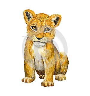 Little cute lion baby. Animals king.