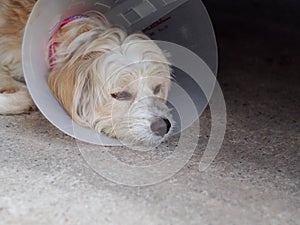 Little cute long hair puppy dog portraits playing outdoor wearing semi transparent sick dog protective collar