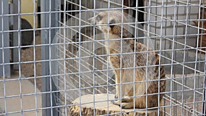 Little cute meerkat sits on a wooden stump in the animal cage and looks around.