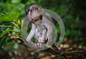 Little cute monkey in monkey forest bali