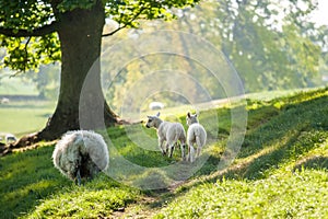 Little cute new born lambs with their mpthers sheep passing fore