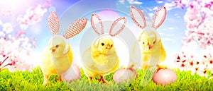 Little cute newborn baby chick for Easter celebration