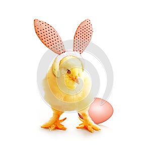 Little cute newborn baby chick for Easter celebration