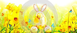 Little cute newborn baby chick for Easter celebration