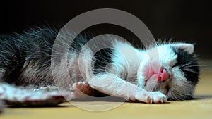 Little cute newborn kitten sleeping on the ground. Little kitten twitches in a dream.