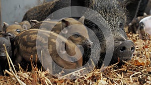 Little cute newborn piglets near their mother pigs on a farm in a heap of straw, free range and meat raising