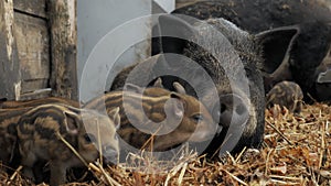 Little cute newborn piglets near their mother pigs on a farm in a heap of straw, free range and meat raising