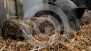 Little cute newborn piglets near their mother pigs on a farm in a heap of straw, free range and meat raising