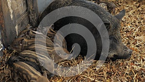 Little cute newborn piglets near their mother pigs on a farm in a heap of straw, free range and meat raising