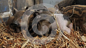 Little cute newborn piglets pigs on a farm in a heap of straw, free range and meat raising