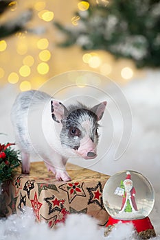 Little cute pig stands on a festive box.Postcard for New year or Christmas, symbol of the year