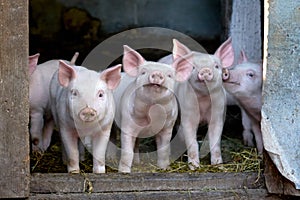 Little cute pigs on the farm.