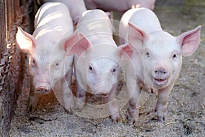 Little cute pigs on the farm.