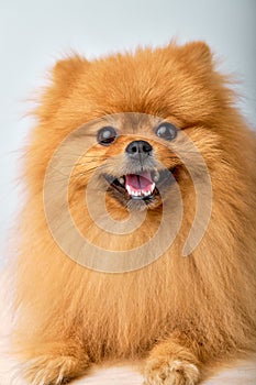 Little cute Pomeranian spitz Dog on Isolated White Studio Background, portrait