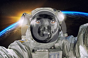 Little cute portrait black dog astronaut or cosmonaut exploring the universe