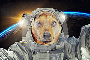 Little cute portrait tan dog astronaut or cosmonaut exploring the universe